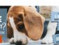 Home Company Gutschein Gewinnspiel, Home Company Gewinnspiel